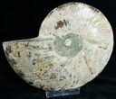 Gorgeous Cut & Polished Ammonite #6872-6